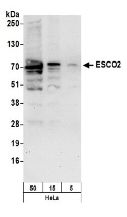 ESCO2 Antibody, Novus Biologicals 0.1mg; Unlabeled:Antibodies, Polyclonal